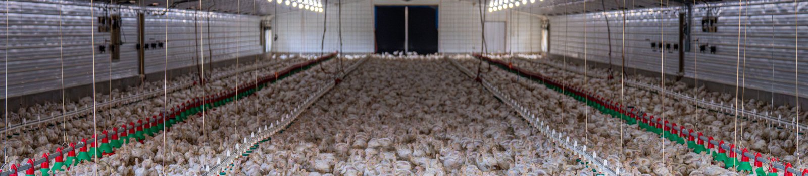 Monitoring ferm drobiu
